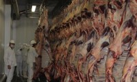SÃ£o mais de 8 milhÃµes de bovinos e bubalinos em todo o Tocantins, o estado se destaca  pela criaÃ§Ã£o de gado de corte. Desde 1997 o estado   Ã© reconhecido como zona livre de febre aftosa.